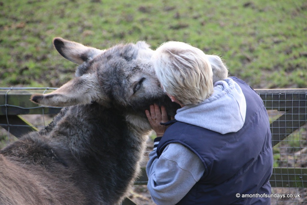 Donkey hug
