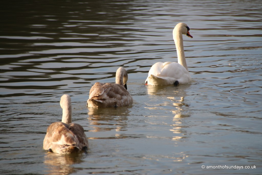 Swan with cygnets