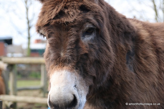 Donkey at Hackney City Farm