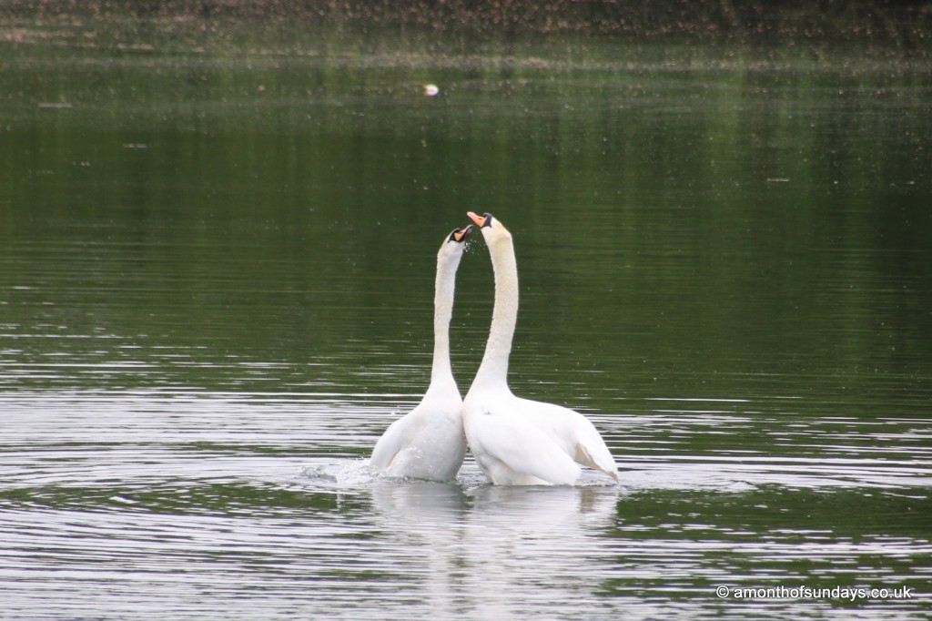 Swans mating ritual