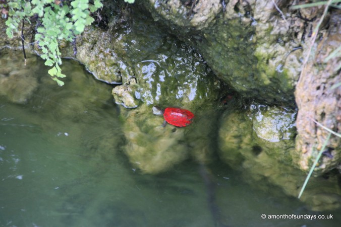 Baby red terrapin in Tavira