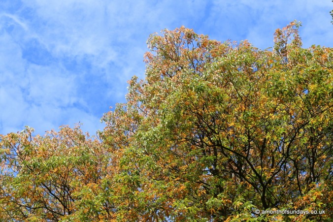 Tree on Hampstead Heath