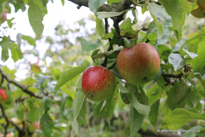 Apple trees at Fenton House